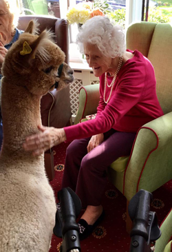 Woodlands House in Southampton excitedly welcomed two alpacas into the residential care home to meet and greet the residents.